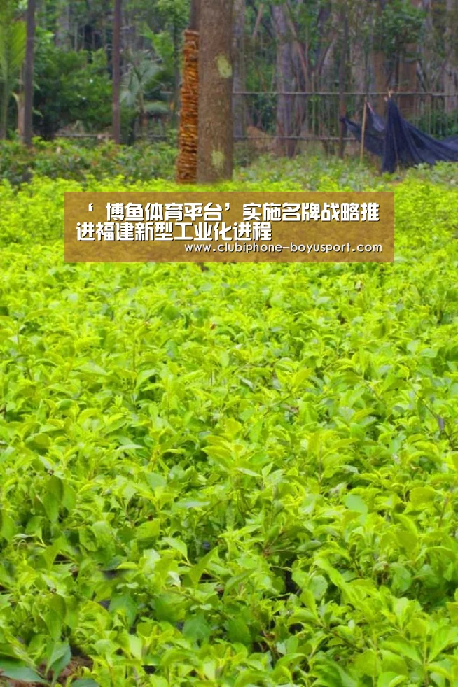 博鱼体育